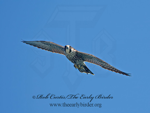 Falco peregrinus  PEREGRINE FALCON 9062181+