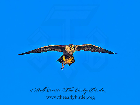 Falco peregrinus  PEREGRINE FALCON 1307268+