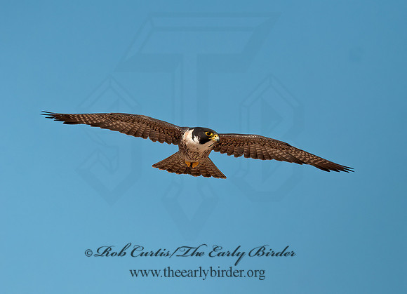 Falco peregrinus  PEREGRINE FALCON 3016700+