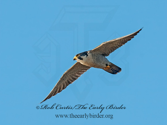 Falco peregrinus  PEREGRINE FALCON 8027044+