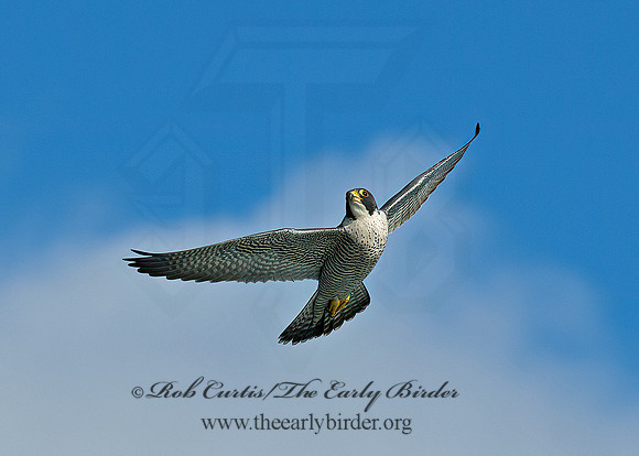 Falco peregrinus  PEREGRINE FALCON 9065554+
