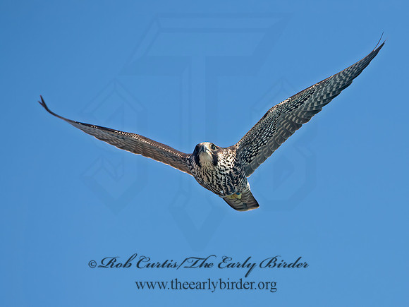 Falco peregrinus  PEREGRINE FALCON 9062161+