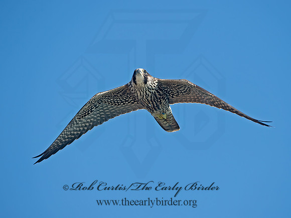 Falco peregrinus  PEREGRINE FALCON 9062163+