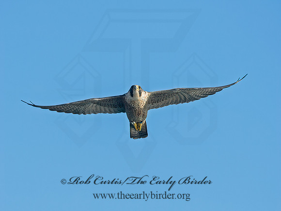 Falco peregrinus  PEREGRINE FALCON 9064963+