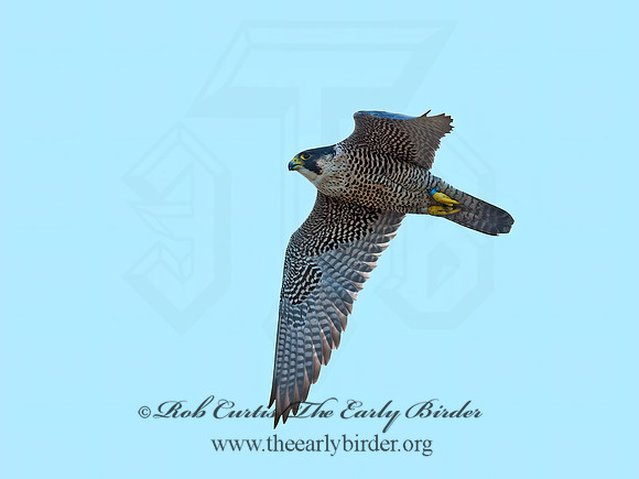 Falco peregrinus  PEREGRINE FALCON 9065057+