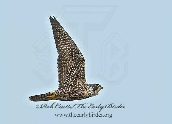 Falco peregrinus  PEREGRINE FALCON 7013203+