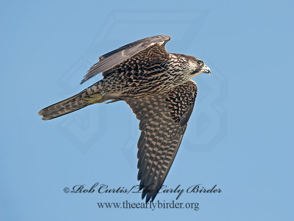 Falco peregrinus  PEREGRINE FALCON 8033314+