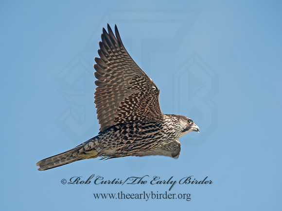 Falco peregrinus  PEREGRINE FALCON 8033315+