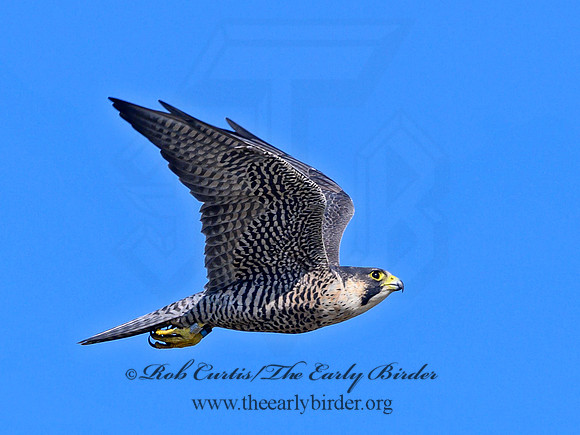 Falco peregrinus  PEREGRINE FALCON 1307222