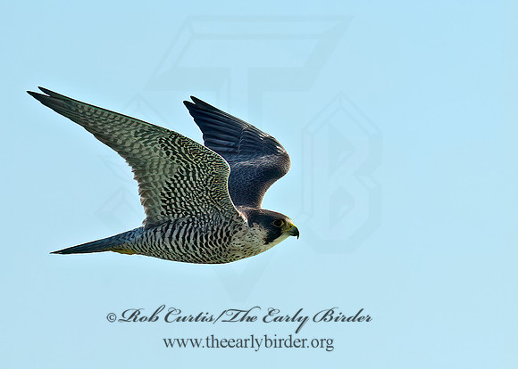 Falco peregrinus  PEREGRINE FALCON 9065532+