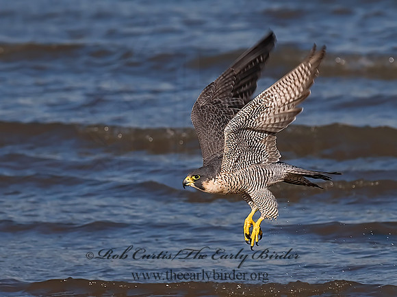 Falco peregrinus  PEREGRINE FALCON 7013470+