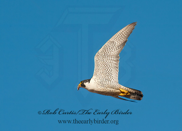 Falco peregrinus  PEREGRINE FALCON 8025898+