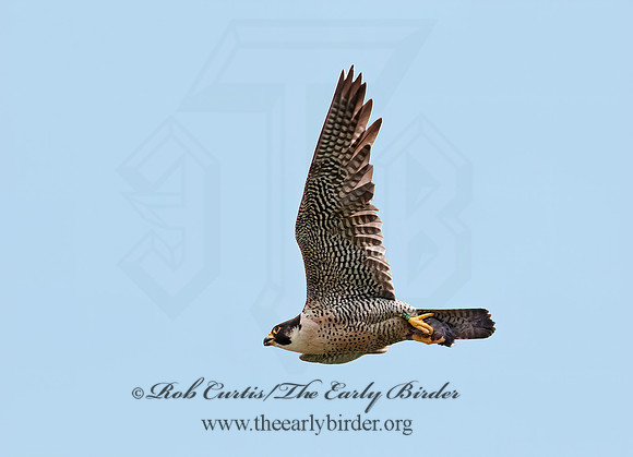 Falco peregrinus  PEREGRINE FALCON 8025991+