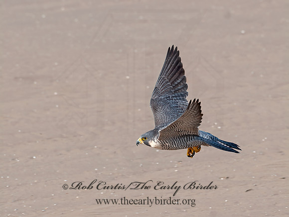 Falco peregrinus  PEREGRINE FALCON 8029822+