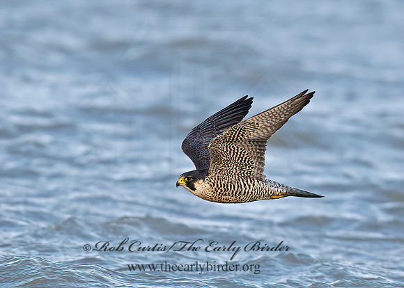 Falco peregrinus  PEREGRINE FALCON 9065296+