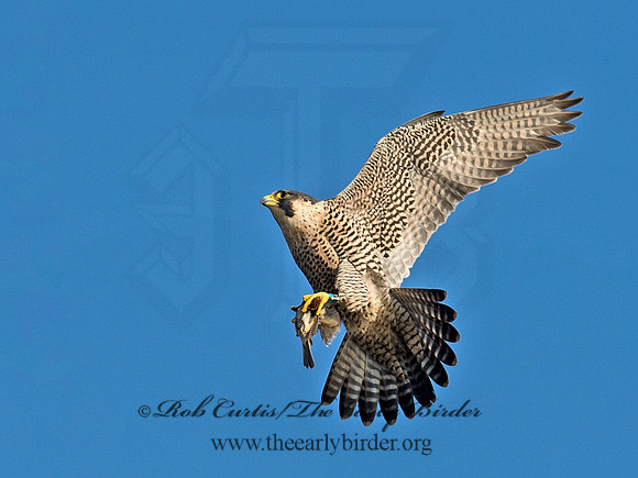 Falco peregrinus  PEREGRINE FALCON 9065355