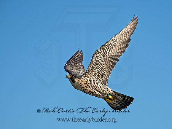 Falco peregrinus  PEREGRINE FALCON 9065360+
