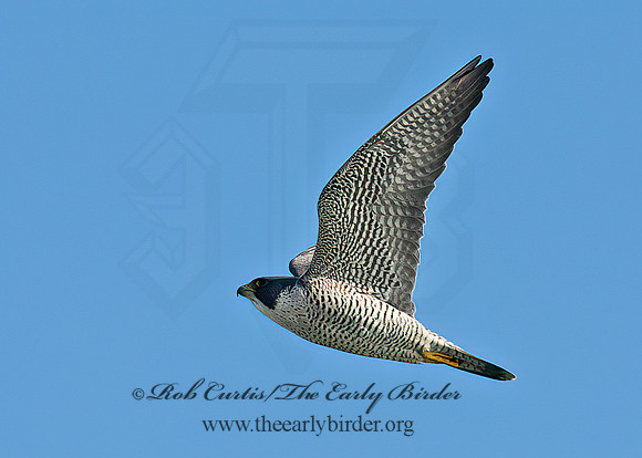 Falco peregrinus  PEREGRINE FALCON 9065380+