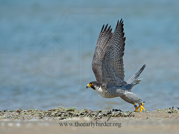 Falco peregrinus  PEREGRINE FALCON 9010408+