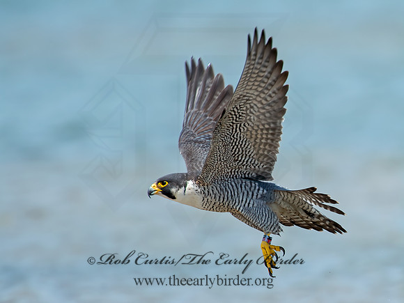 Falco peregrinus  PEREGRINE FALCON 9010410+