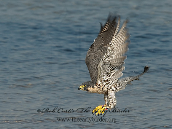 Falco peregrinus  PEREGRINE FALCON 6028130