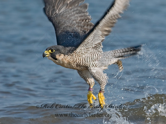 Falco peregrinus  PEREGRINE FALCON 7012545+