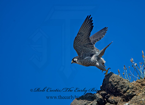 Falco peregrinus  PEREGRINE FALCON 9060199+