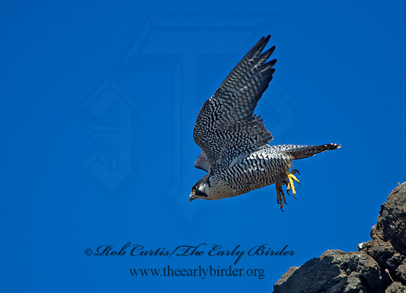Falco peregrinus  PEREGRINE FALCON 9060201+