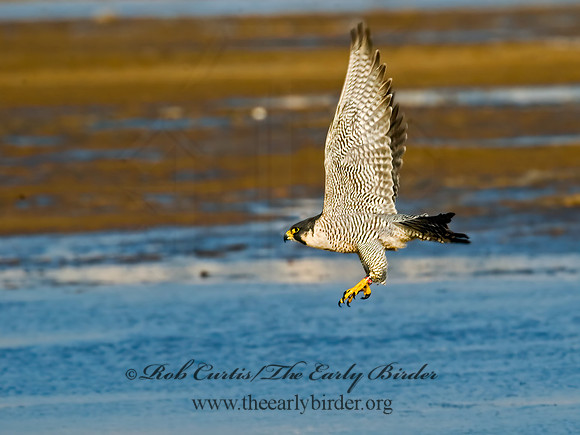 Falco peregrinus  PEREGRINE FALCON 5017549+