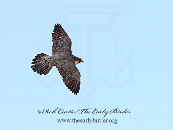 Falco peregrinus  PEREGRINE FALCON 6035405+