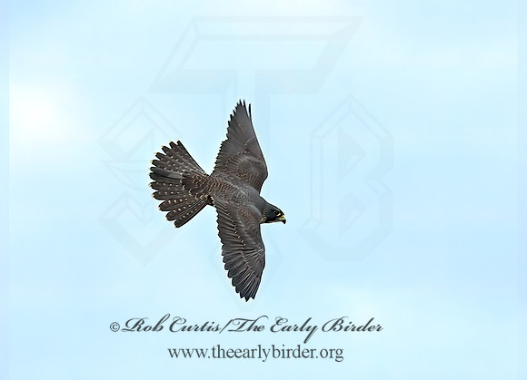 Falco peregrinus  PEREGRINE FALCON 7013205+