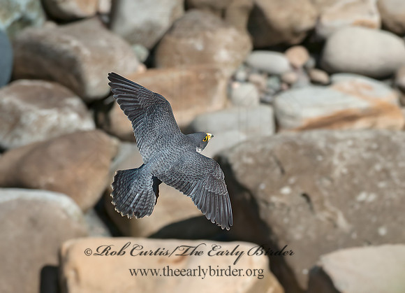 Falco peregrinus  PEREGRINE FALCON 8036240+