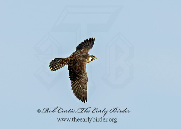 Falco peregrinus  PEREGRINE FALCON 6028066+