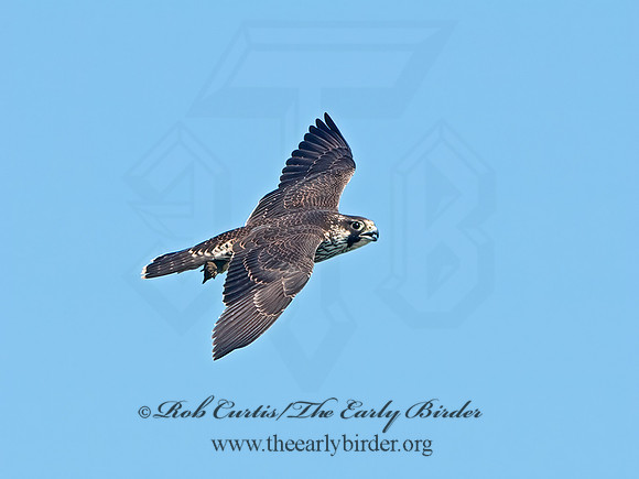 Falco peregrinus  PEREGRINE FALCON 9062184+