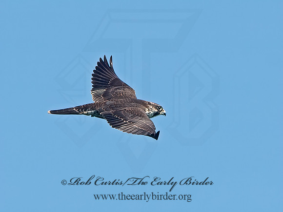 Falco peregrinus  PEREGRINE FALCON 9062147+