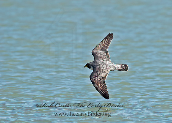 Falco peregrinus  PEREGRINE FALCON 9065306+