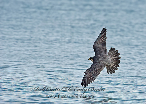 Falco peregrinus  PEREGRINE FALCON 9065298+