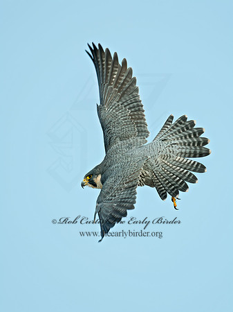 Falco peregrinus  PEREGRINE FALCON 6035419+