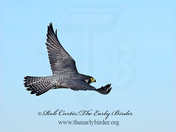 Falco peregrinus  PEREGRINE FALCON 6037266+