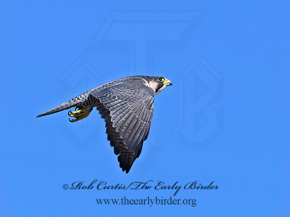 Falco peregrinus  PEREGRINE FALCON 1307225+