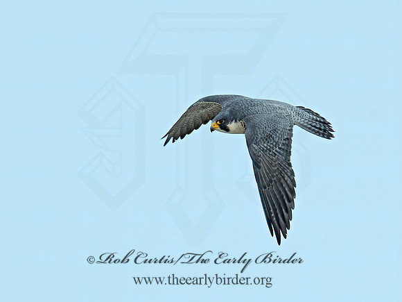 Falco peregrinus  PEREGRINE FALCON 6035410+