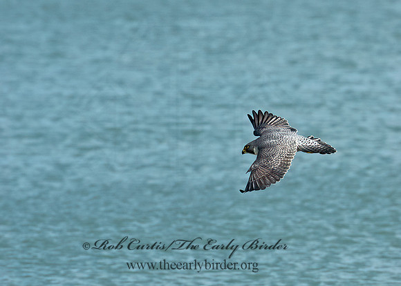 Falco peregrinus  PEREGRINE FALCON 9065543+