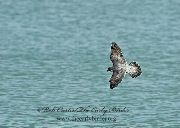 Falco peregrinus  PEREGRINE FALCON 9065564+