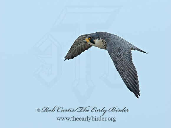 Falco peregrinus  PEREGRINE FALCON 6035411+
