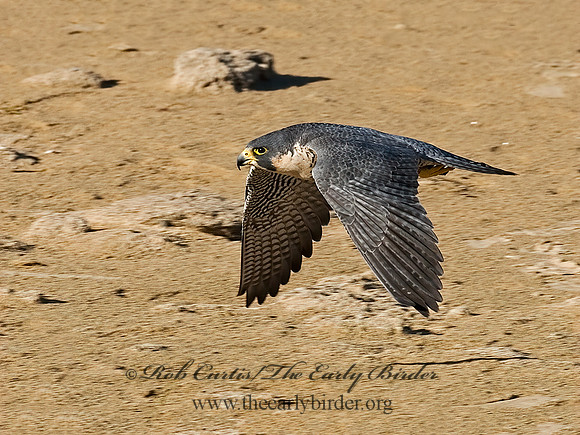 Falco peregrinus  PEREGRINE FALCON 7013437+