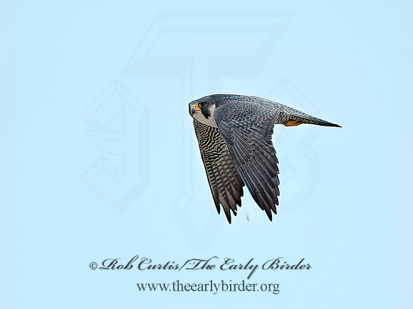 Falco peregrinus  PEREGRINE FALCON 8029786+