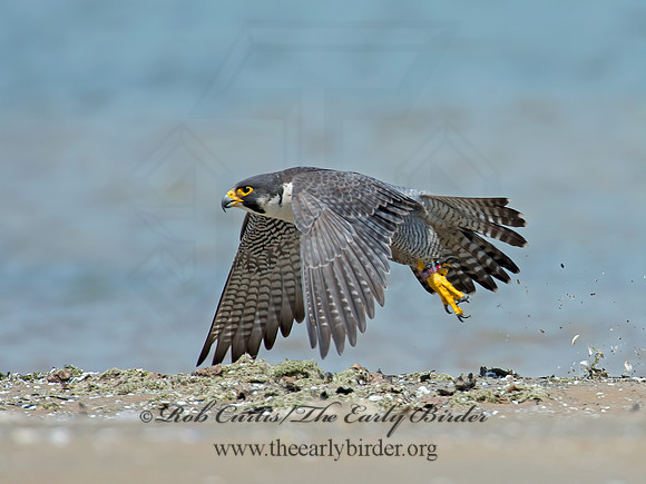 Falco peregrinus  PEREGRINE FALCON 9010409+
