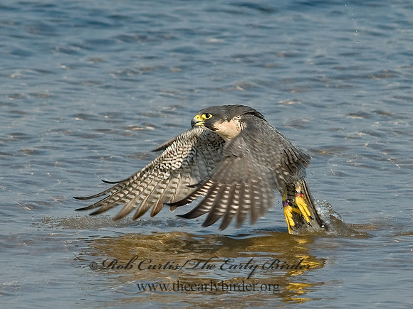 Falco peregrinus  PEREGRINE FALCON 6028126+
