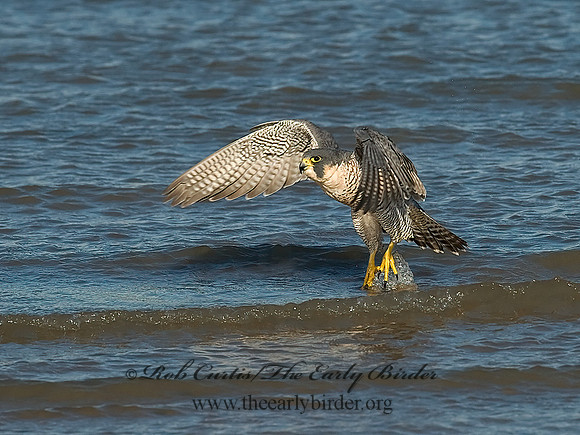 Falco peregrinus  PEREGRINE FALCON 7013459+