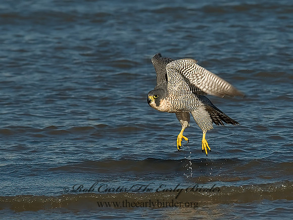 Falco peregrinus  PEREGRINE FALCON 7013460+